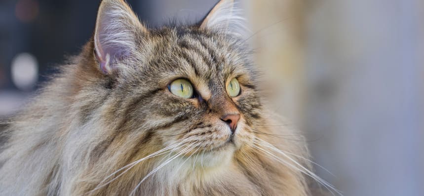 сибирская кошка характеристика